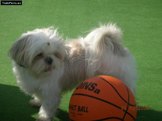 Foto del perro Daina