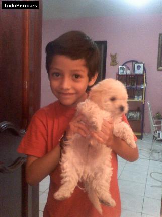 Foto del perro Tommy
