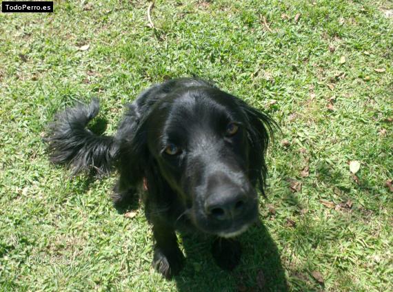 Foto del perro Scooby