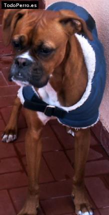 Foto del perro Simmey