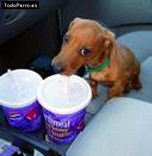 La foto del perro Rufi Foto del perro Rufi