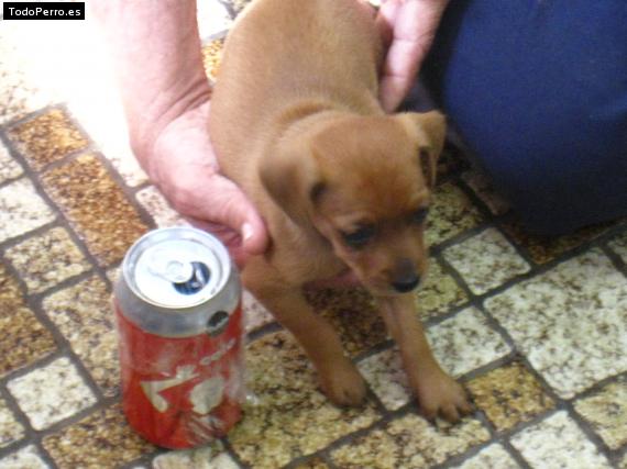 Foto del perro Rockie