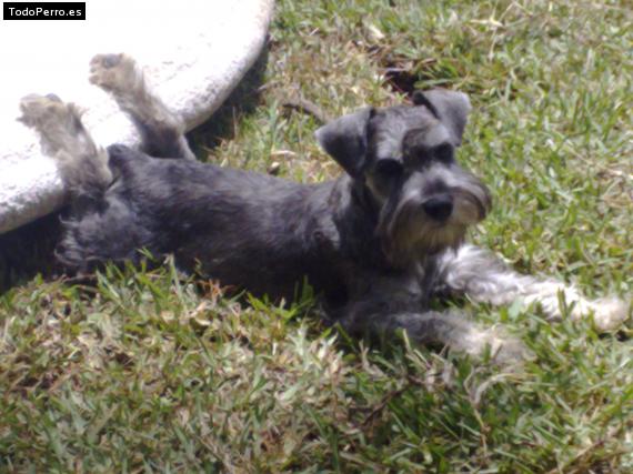 Foto del perro Shagy