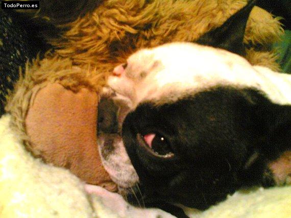 La foto del perro Kyra Foto del perro Kyra