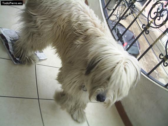 La foto del perro Kinky Foto del perro Kinky