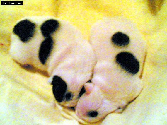 La foto del perro Romeo y kaiser Foto del perro Romeo y kaiser