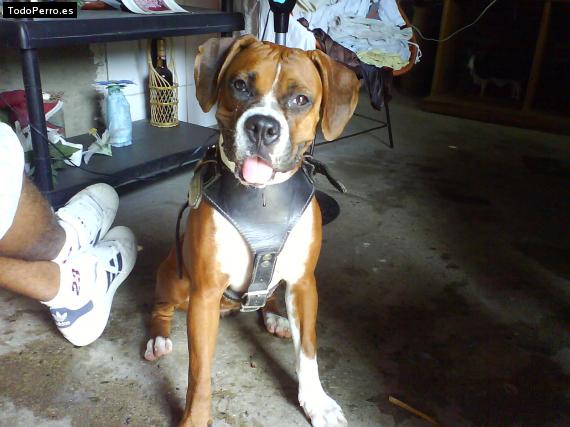 La foto del perro Estrella Foto del perro Estrella