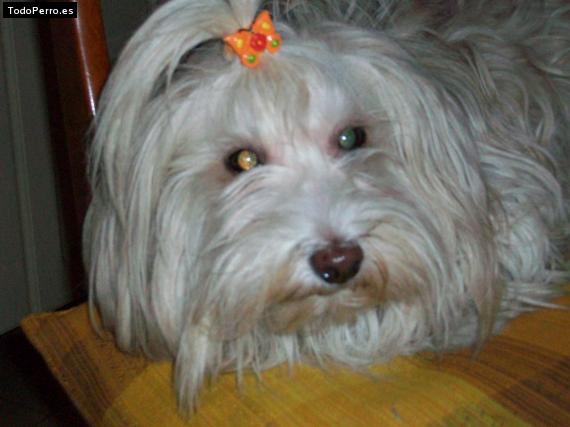 La foto del perro