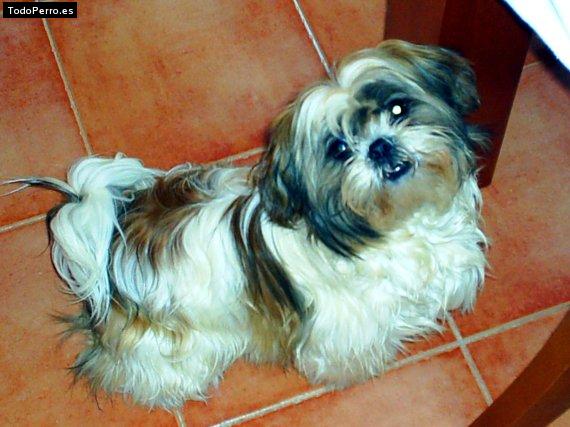 Foto del perro Milhouse