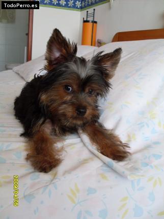 La foto del perro