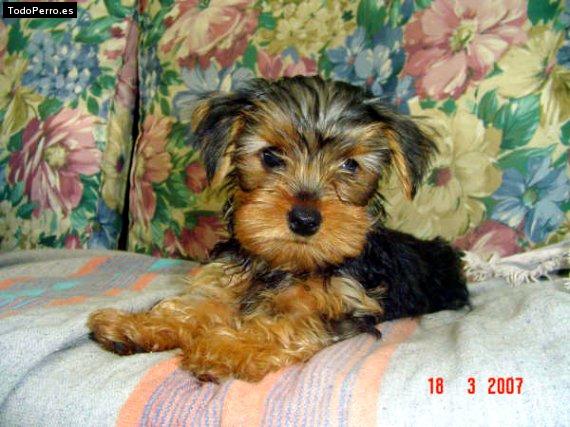 La foto del perro Pulga Foto del perro Pulga