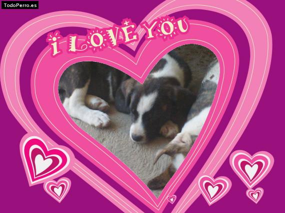 Foto del perro Reyna