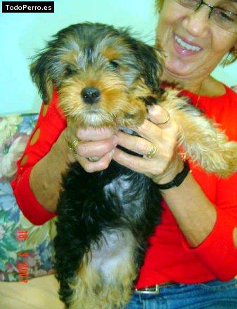 La foto del perro Mili Foto del perro Mili