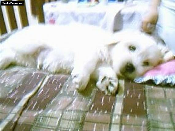 Foto del perro Tutu