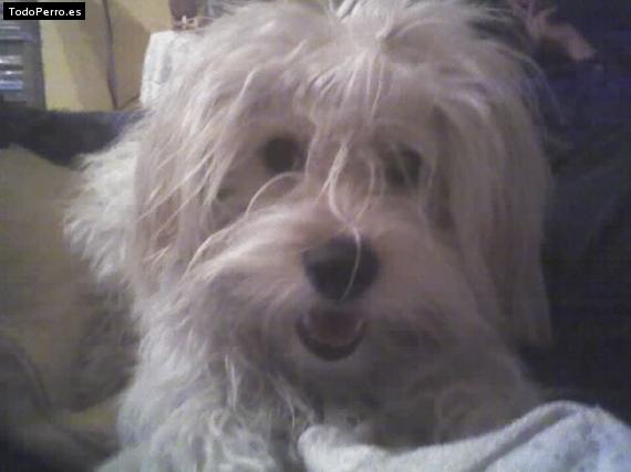 La foto del perro Lanita Foto del perro Lanita