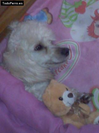 Foto del perro Sussy
