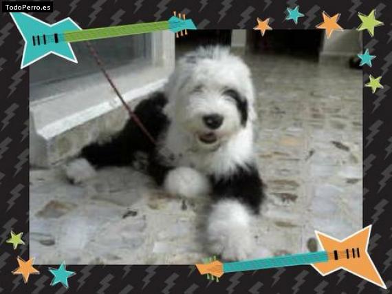 La foto del perro Poncho Foto del perro Poncho