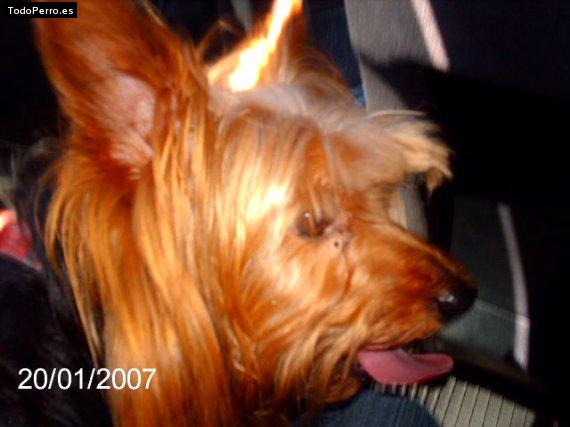 La foto del perro Manu Foto del perro Manu