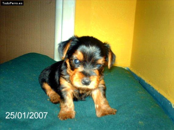 La foto del perro Romeo Foto del perro Romeo