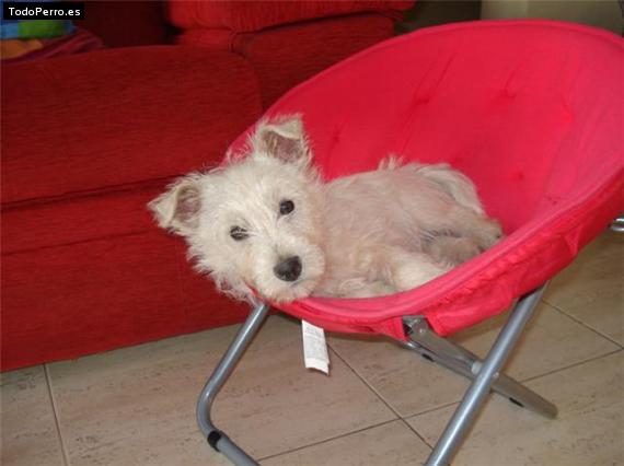 Foto del perro Tico