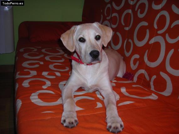 La foto del perro Lessy Foto del perro Lessy