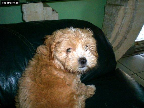 Foto del perro Sandy