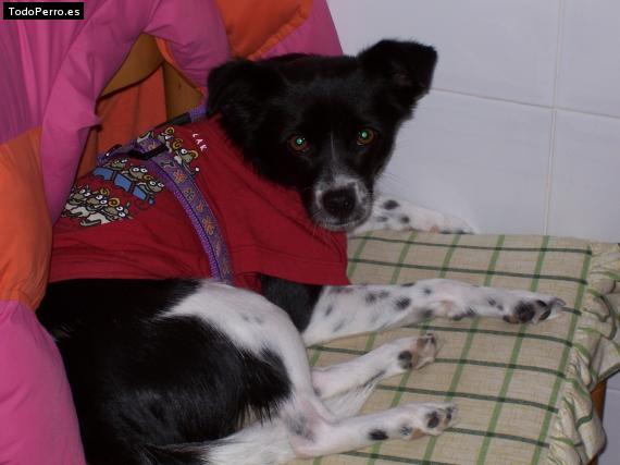 Foto del perro Eru