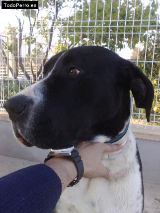 Foto del perro Troc
