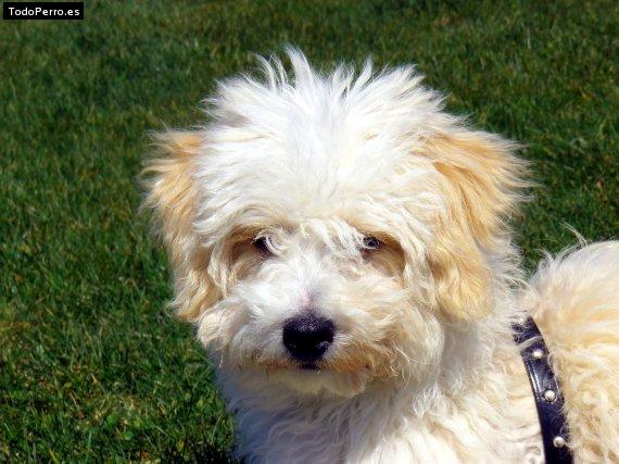 Foto del perro Sting