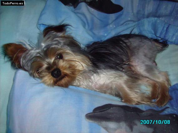 La foto del perro