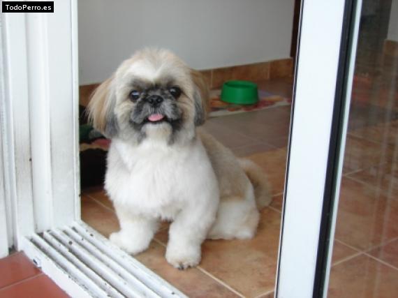 Foto del perro Tofi