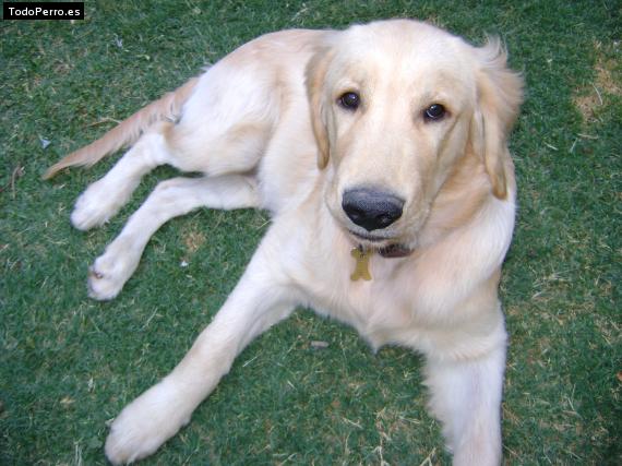 Foto del perro Leon