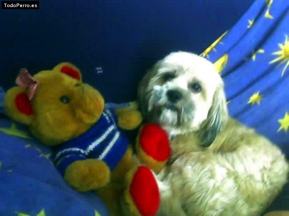 La foto del perro Goku Foto del perro Goku