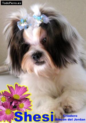 Foto del perro Shesi