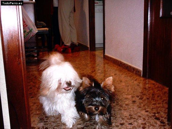 Foto del perro Blaster y micky