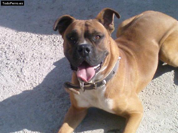 Foto del perro Chester