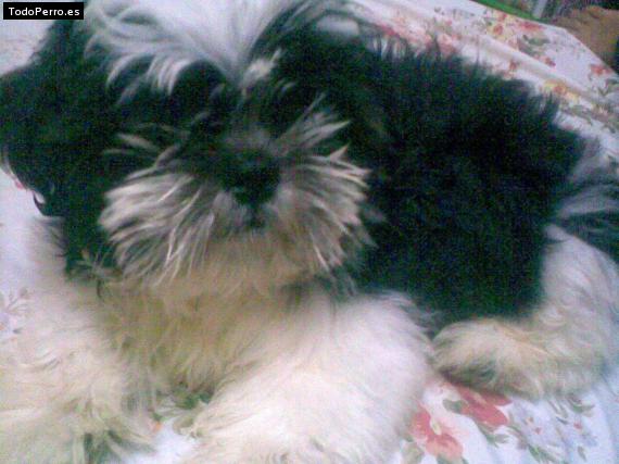 Foto del perro Suchy