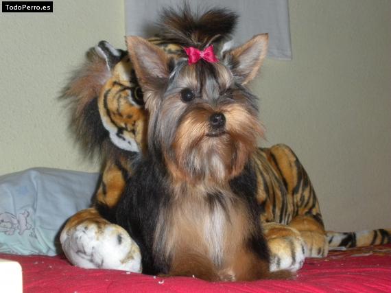 Foto del perro Erika