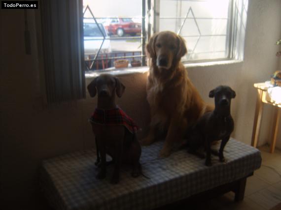 Foto del perro Octli