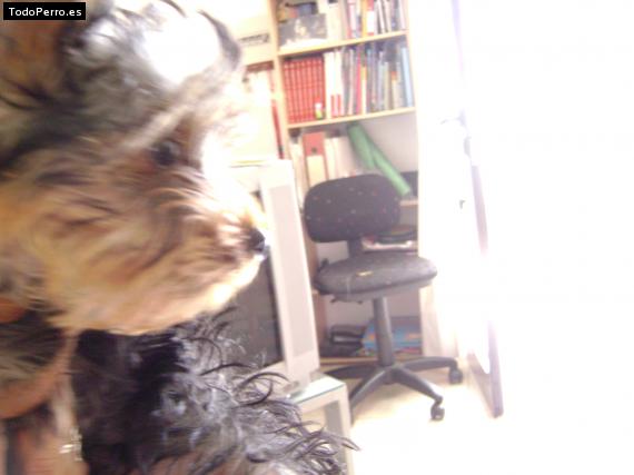 La foto del perro