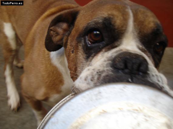 Foto del perro Chato
