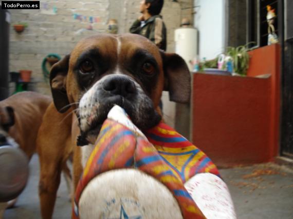 Foto del perro Chata