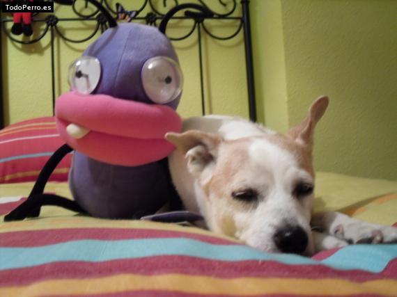 La foto del perro