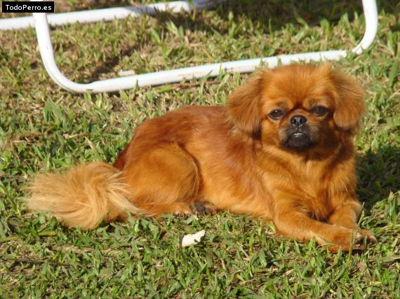 Foto del perro Caty