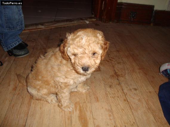 Foto del perro Chocolate