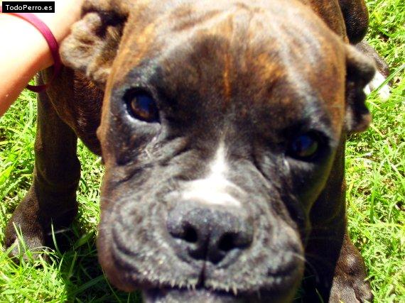 Foto del perro Matilde