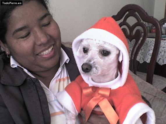 Foto del perro Copa