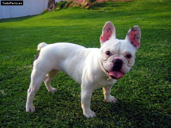 La foto del perro Lua Foto del perro Lua