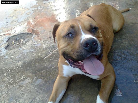 Foto del perro Roco