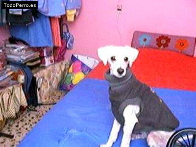 Foto del perro Sofia